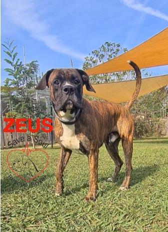 zeus boxer puro di 3 anni in adozione Foto 2